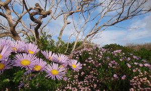 Spring is Coming - Gansbaai Weekly Inspiration